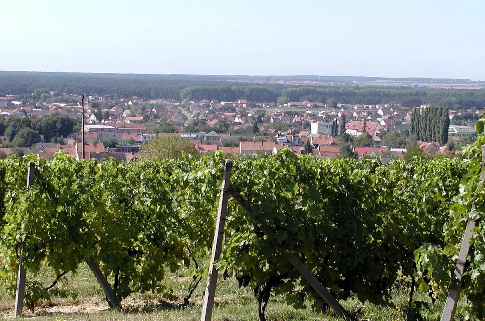 Penzion a Vinařství Roseta foto 1