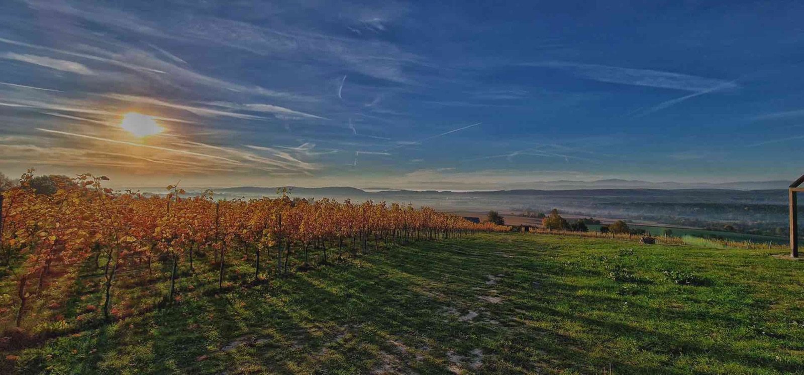 Winnica Jura